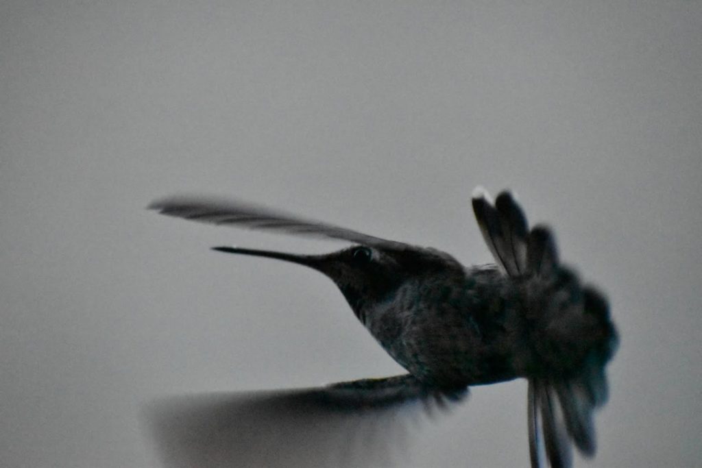 Sarah Enzminger's photography